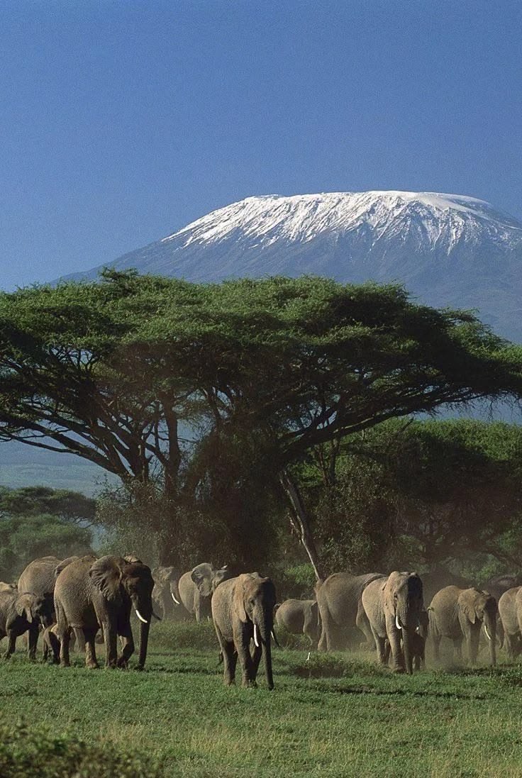 Elephants beneath Mount Kilimanjaro